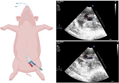 3D-electroanatomical mapping of the left atrium and catheter-based pulmonary vein isolation in pigs: A practical guide